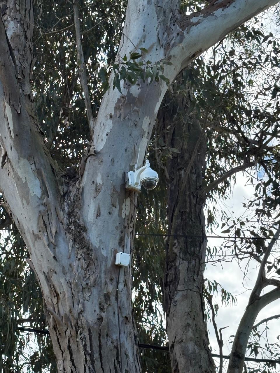 Cámara domo instalada en el tronco de un árbol